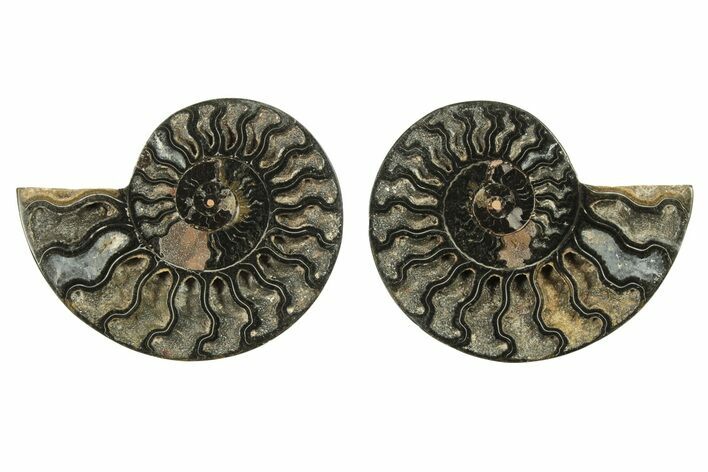 Cut & Polished Ammonite Fossil - Unusual Black Color #263306